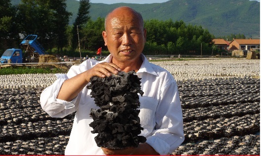 正宗菇耳壮具有省钱和抗杂菌作用