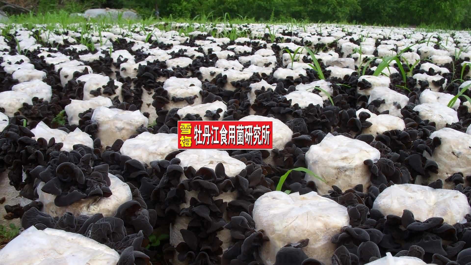 地栽黑木耳现场图片